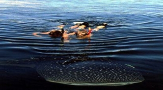 Nadando con el tiburón ballena